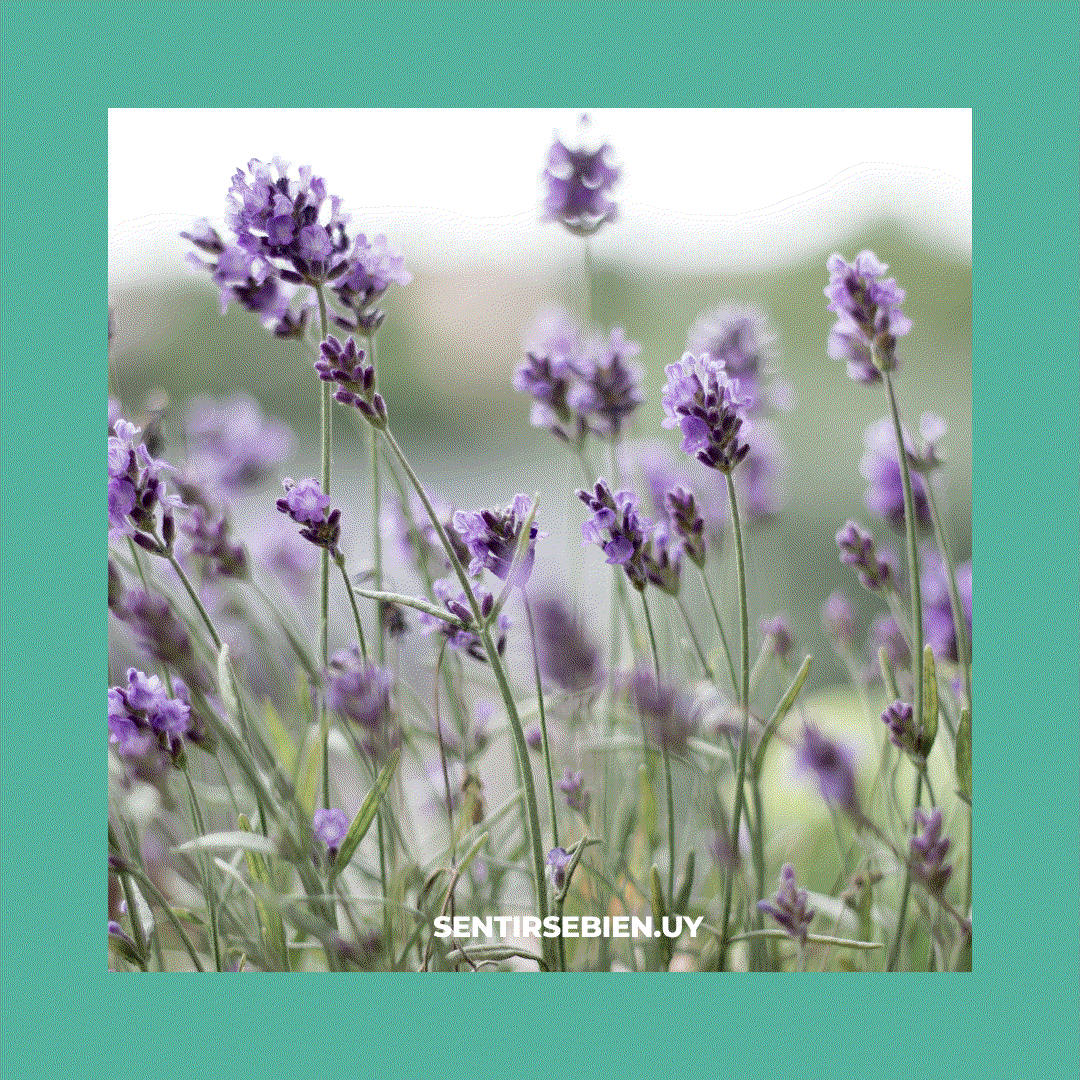 Odoo - Prueba 1 de tres columnas